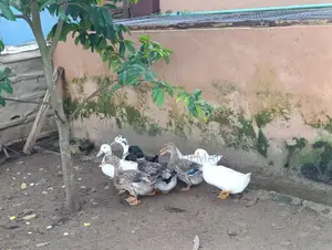 Foreign Duck