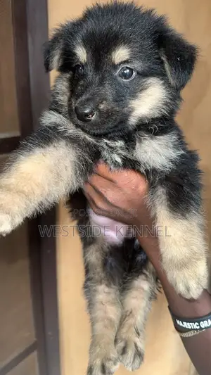 1-3 months Male Purebred German Shepherd