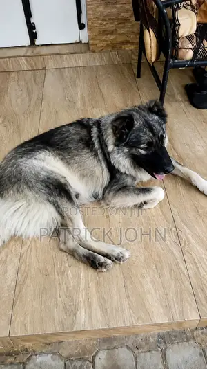 0-1 month Female Purebred Caucasian Shepherd