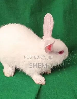 Exotic Rabbit