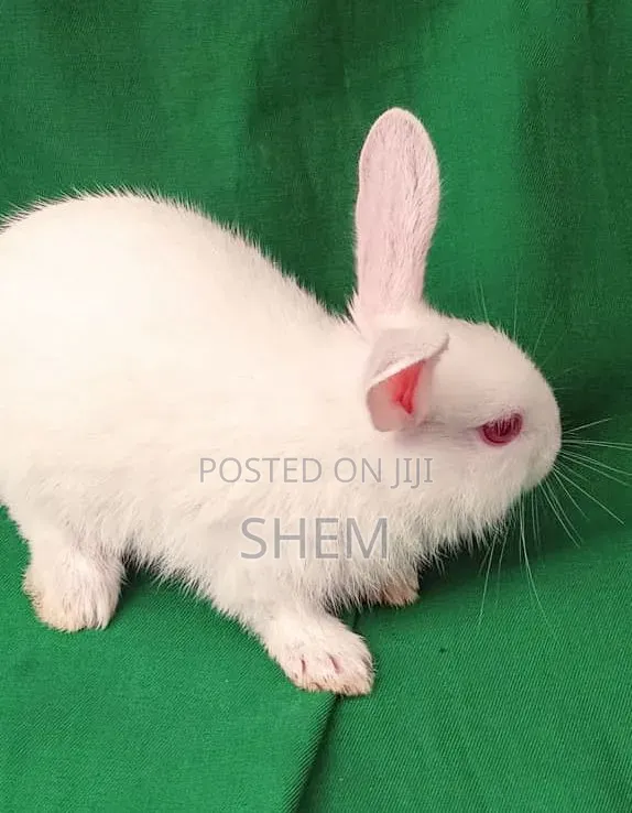 Exotic Rabbit