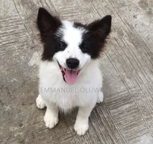 1-3 months Male Mixed Breed Border Collie