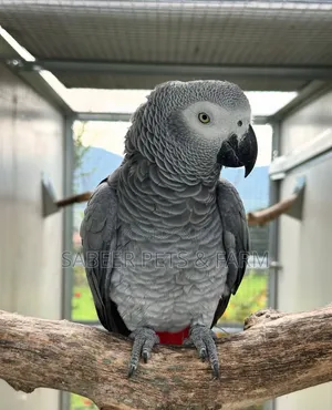 Lovely African Grey Now Available