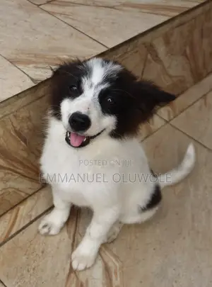 1-3 months Female Mixed Breed Border Collie