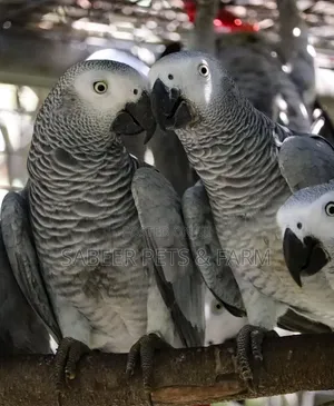 Lovely African Grey Now Available