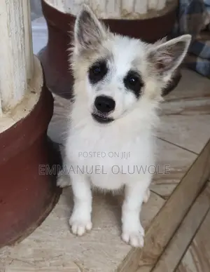 1-3 months Male Mixed Breed Border Collie