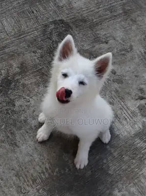 1-3 months Male Purebred American Eskimo