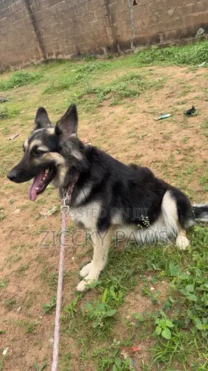6-12 months Female Purebred German Shepherd