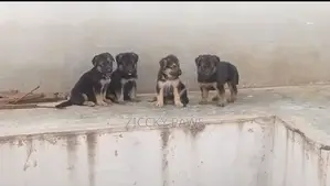 1-3 months Female Purebred German Shepherd