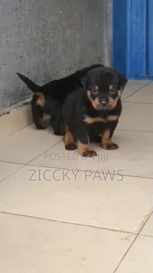 1-3 months Female Purebred Rottweiler