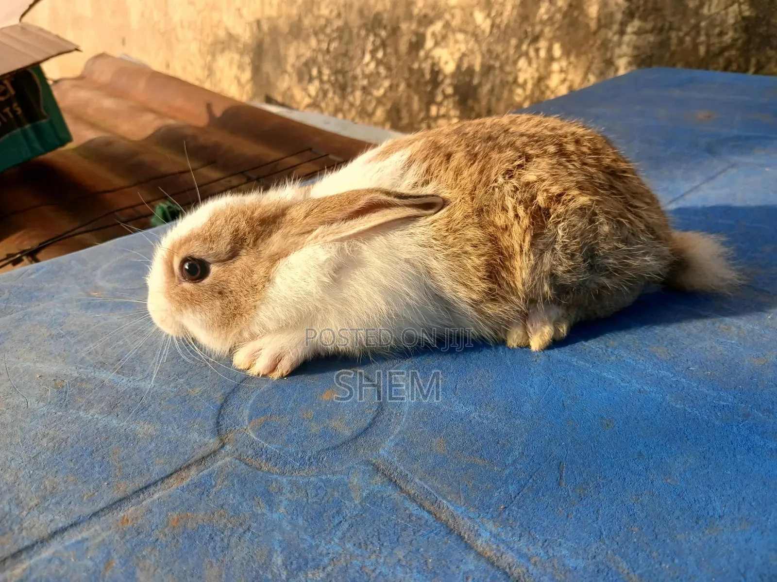 Dutch Rabbits