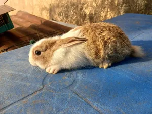 Dutch Rabbits