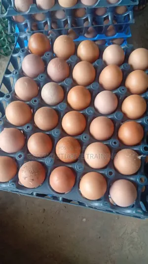 Fresh Farm Eggs