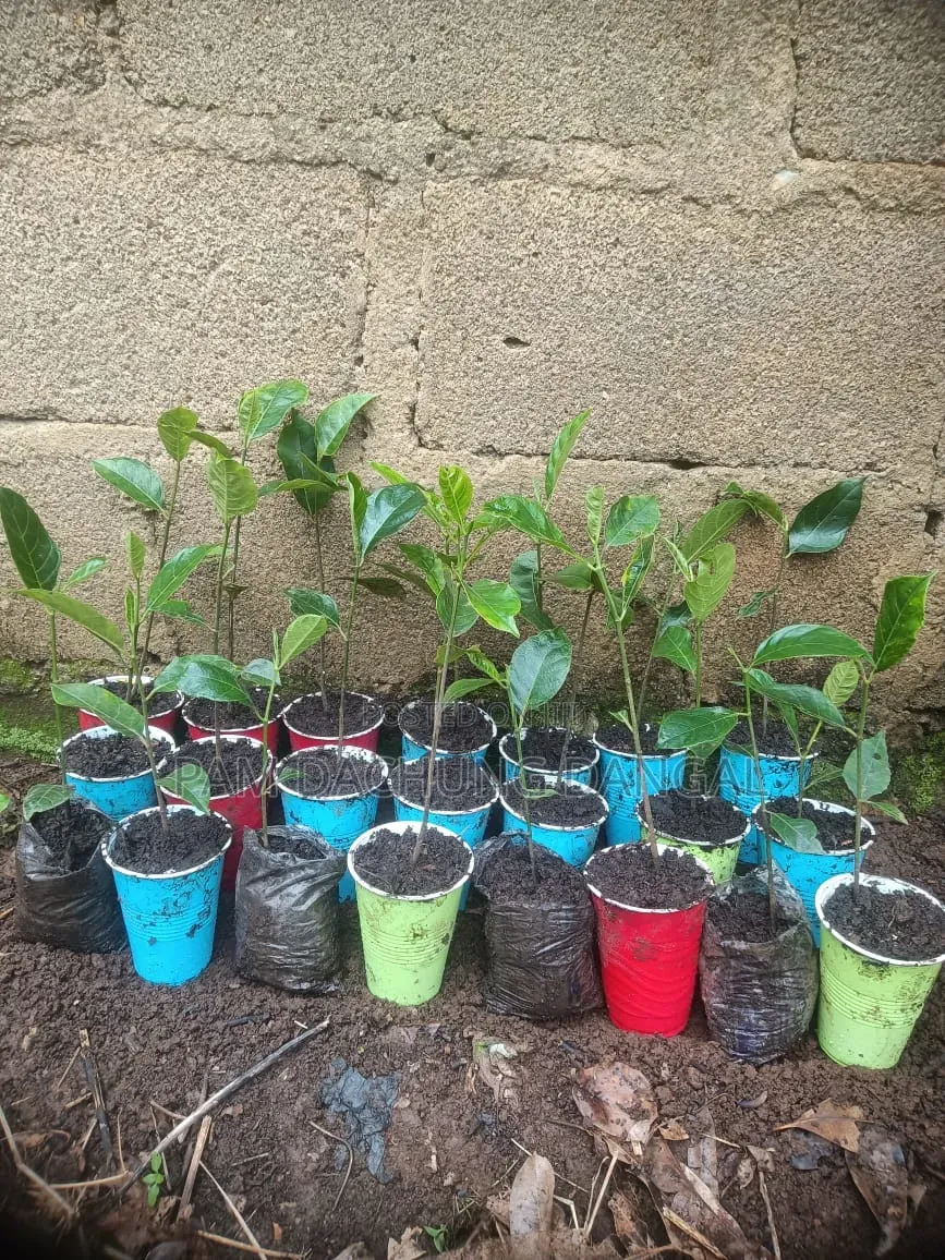 Jackfruit Seedlings