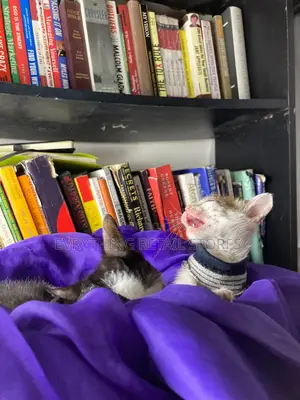 1-3 months Female Mixed Breed Cat