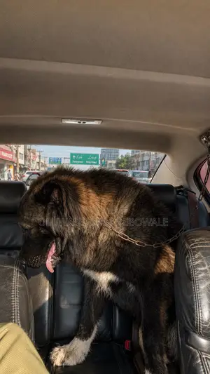 1+ year Female Purebred Caucasian Shepherd