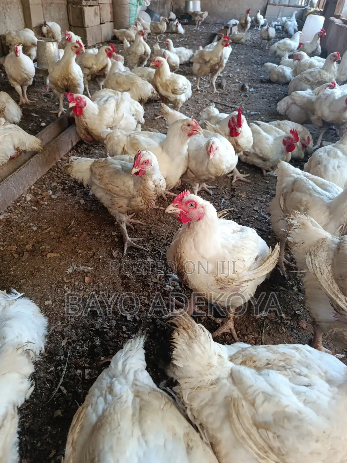 Broiler Chicken