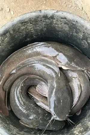 Fresh Farm Catfish