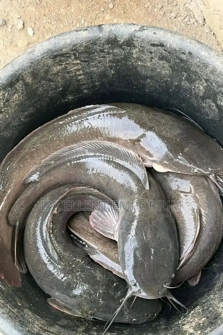 Fresh Farm Catfish