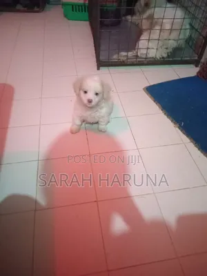 0-1 month Female Purebred Lhasa Apso