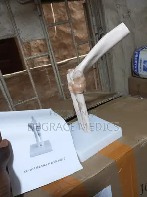 Life Size Elbow Joint