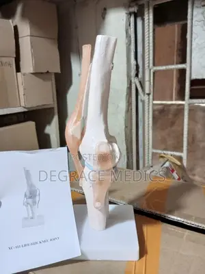 Life Size Knee Joint