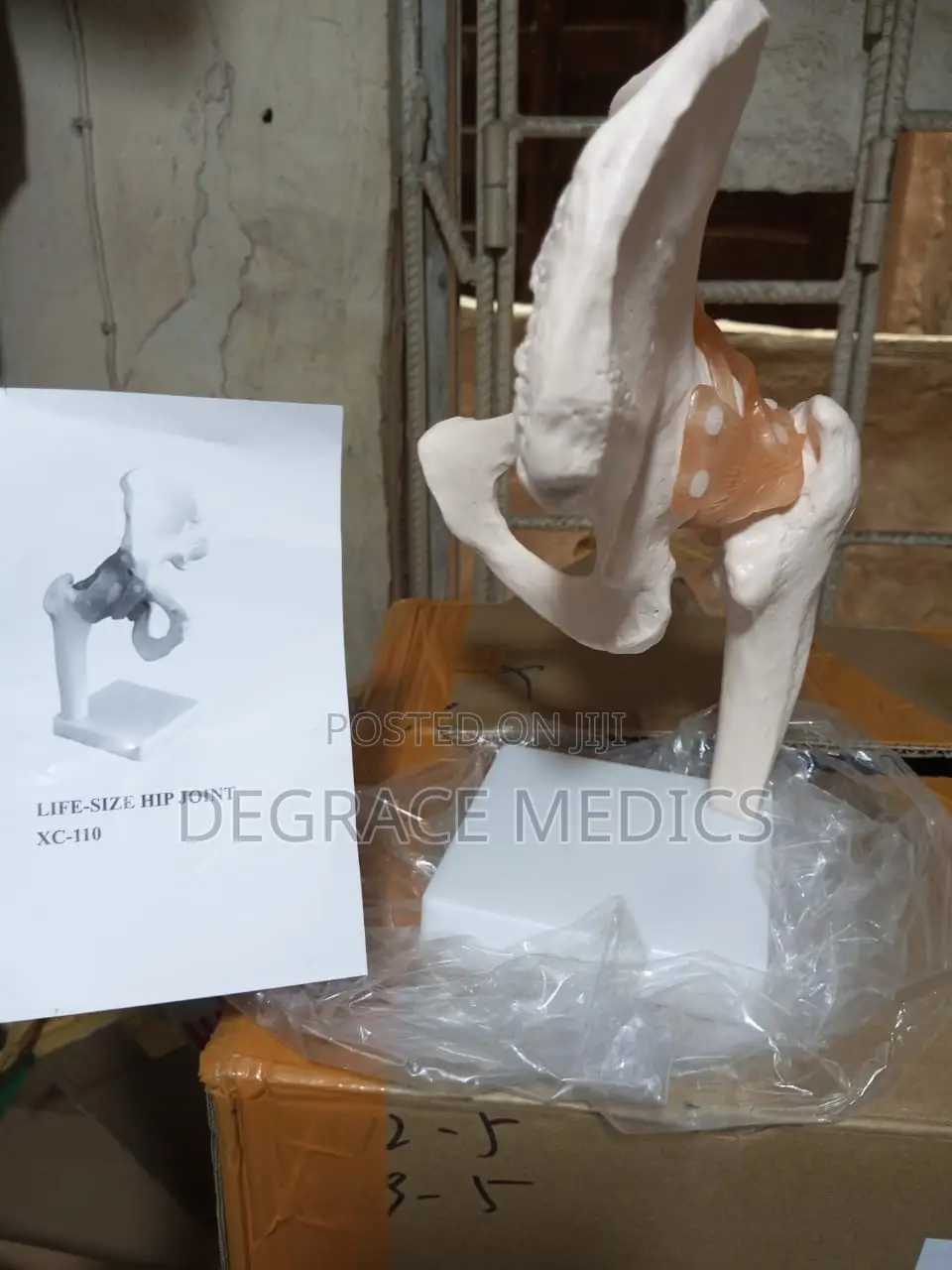 Life  Size Hip Joint