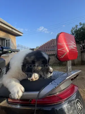 1-3 months Male Purebred Saint Bernard