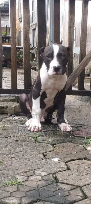 1-3 months Male Purebred American Bully