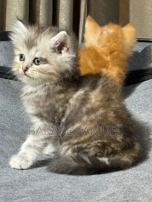 1-3 months Female Purebred Persian