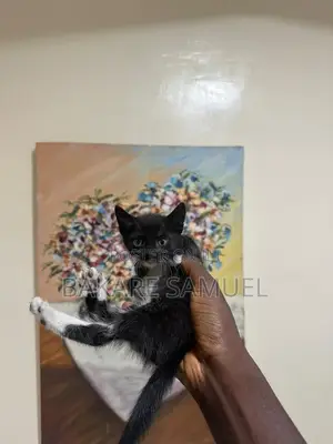 1-3 months Female Purebred American Shorthair