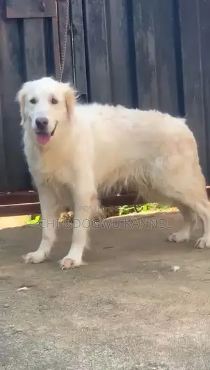 1+ year Female Purebred Golden Retriever