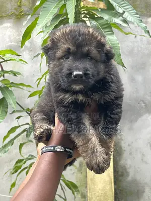 1-3 months Male Purebred Caucasian Shepherd