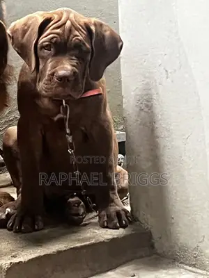 1-3 months Male Purebred Boerboel