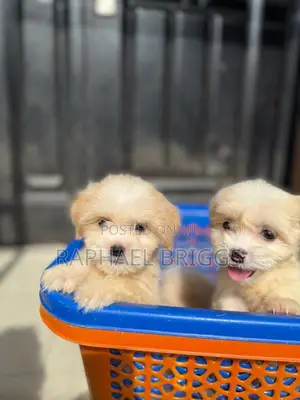 1-3 months Female Purebred Lhasa Apso