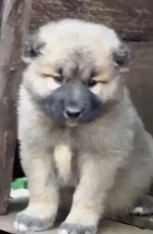 1-3 months Male Purebred Caucasian Shepherd
