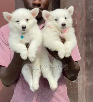 1-3 months Female Purebred American Eskimo