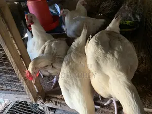 Turkey/ Chicken