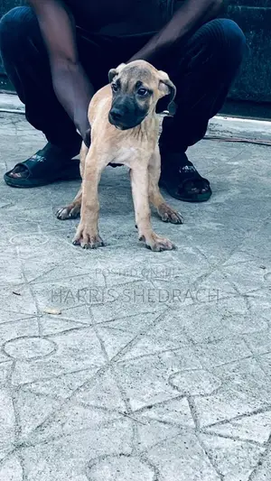 1-3 months Male Purebred Boerboel