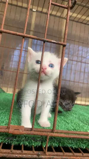1-3 months Female Mixed Breed Turkish Angora