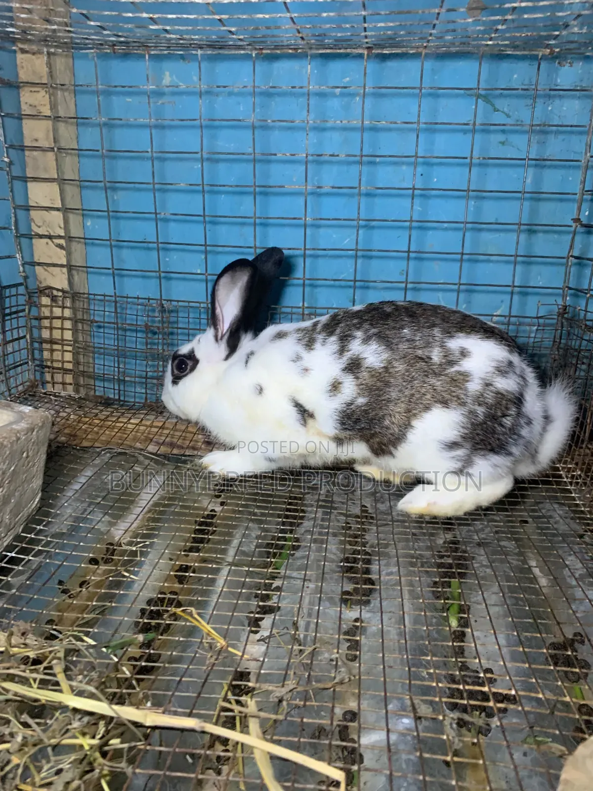 Live Rabbit for Meat Production