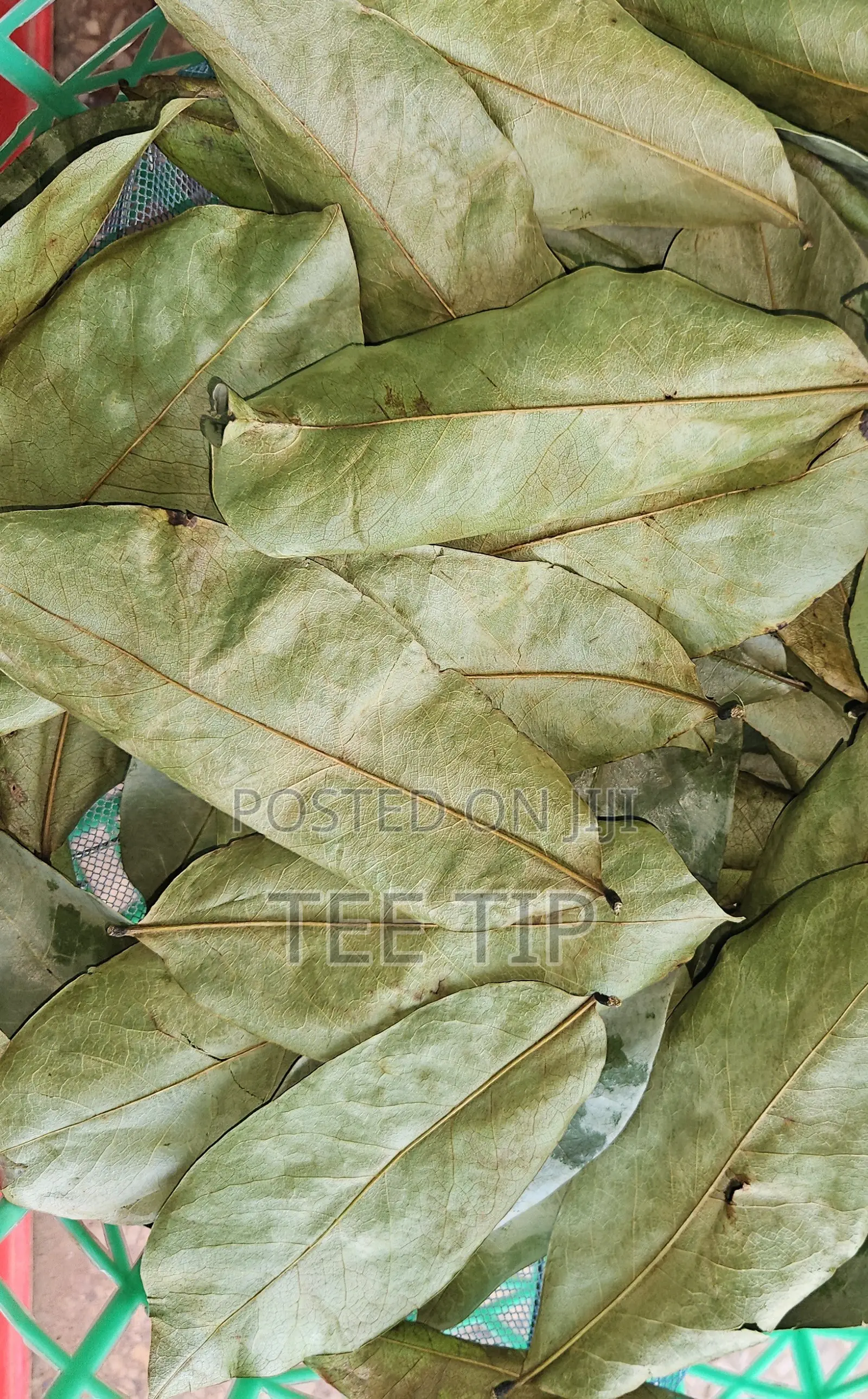 Dried Organic Soursop Leaves