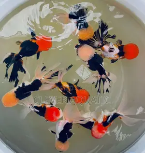 Tri Color Oranda