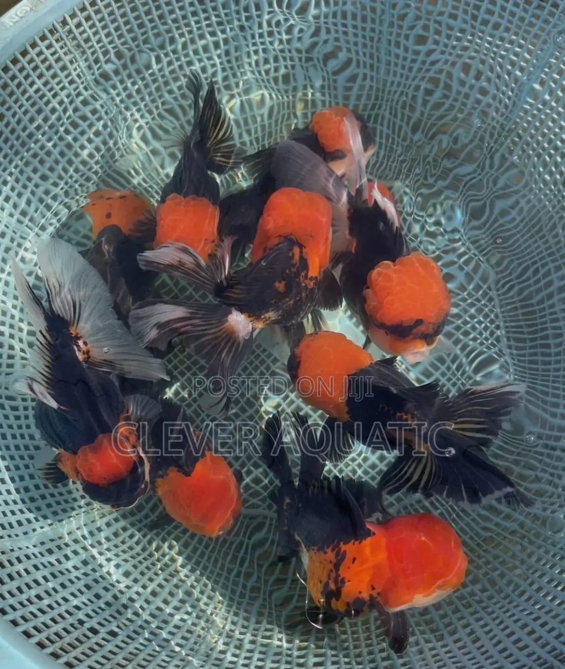 Tri Color Oranda