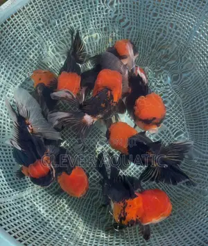 Tri Color Oranda