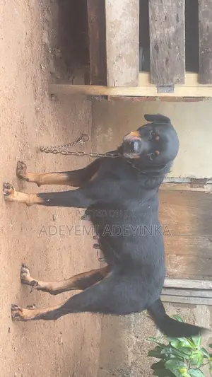 1+ year Female Purebred Rottweiler