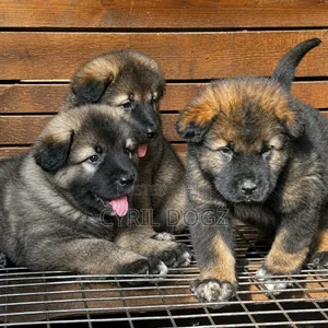 1-3 months Female Purebred Caucasian Shepherd