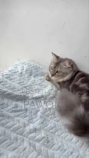 6-12 months Male Purebred Persian