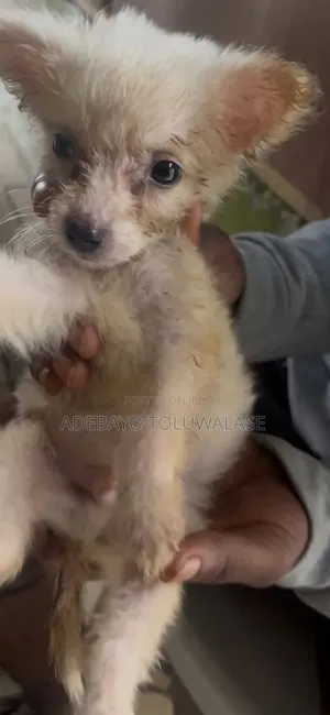 0-1 month Male Purebred American Eskimo