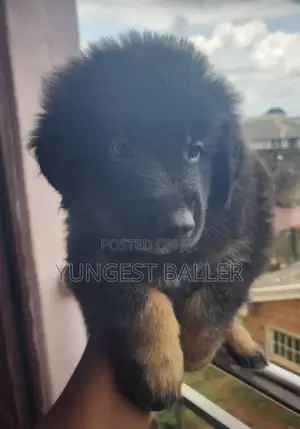 1-3 months Male Purebred German Shepherd